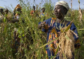 Smallholder farmers Smallholder farmers