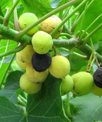 Jatropha curcas seeds can be processed to produce a high-quality biodiesel fuel. Jatropha curcas seeds can be processed to produce a high-quality biodiesel fuel.