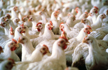 Immuno-Vet Services can provide all the health requirements a poultry farmer needs. Immuno-Vet Services can provide all the health requirements a poultry farmer needs.