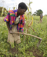 Farmer_africa200x240 Rising urbanisation means that cheap farm labour could disappear from the countryside.