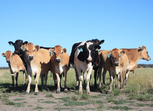 Intervet Schering-Plough Animal Health helps farmers to protect their animals against ticks, mites and fleas. Intervet Schering-Plough Animal Health helps farmers to protect their animals against ticks, mites and fleas.