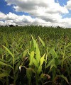 South African farmers ready to venture into the Congo maize200x240