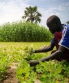 Agriculture should be a “knowledge-based entrepreneurial activity” Southern Sudan's agriculture sector presents both potential and great challenges for prospective business people and investors. Photo: Oxfam