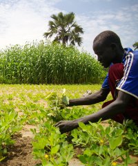 Southern Sudan's agriculture sector presents both potential and great challenges for prospective business people and investors. Photo: Oxfam Southern Sudan's agriculture sector presents both potential and great challenges for prospective business people and investors. Photo: Oxfam