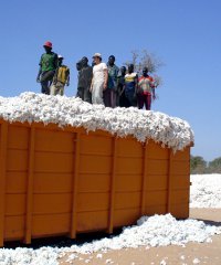 GM cotton is produced by 80,000 farmers in Burkina Faso. GM cotton is produced by 80,000 farmers in Burkina Faso