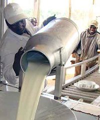 Dairy farmers at Kabiyet receive continuous training to produce milk of a world-class standard. Dairy farmers at Kabiyet receive continuous training to produce milk of a world-class standard.