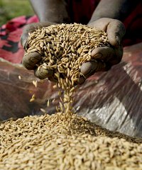 YamBEEji is planning to increase its annual production volumes of rice from 800 tonnes to 1,300 tonnes by the end of 2015. YamBEEji is planning to increase its annual production volumes of rice from 800 tonnes to 1,300 tonnes by the end of 2015.