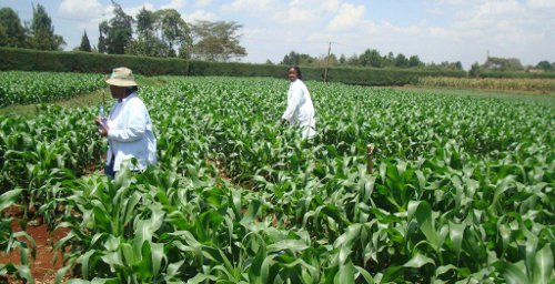 Elizabeth Thande (with hat) inspecting her crops. Elizabeth Thande (with hat) inspecting her crops.