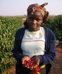 The investment in the Northern Coffee Corporation is expected to lift the morale of Zambia's coffee farmers. The investment in the Northern Coffee Corporation is expected to lift the morale of Zambia's coffee farmers.