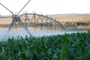 Centre pivot irrigation is the most cost effective method of irrigating large areas. Centre pivot irrigation is the most cost effective method of irrigating large areas.
