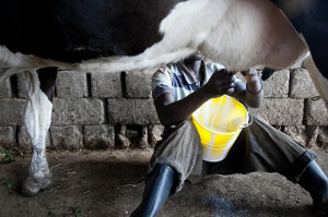 A farmhand milking at a Kivu Dairy partner's farm in Gisenyi, Rwanda. Picture: Jonathan Kalan A farmhand milking at a Kivu Dairy partners farm in Gisenyi, Rwanda. Picture: Jonathan Kalan