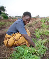 Farmers in Livingstone, Zambia are supplying vegetables to a number of hotels and retailers. Farmers in Livingstone, Zambia are supplying vegetables to a number of hotels and retailers.
