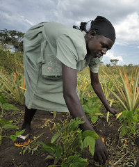 A southern Sudanese women working in the fields of a cooperative farming project. A southern Sudanese women working in the fields of a cooperative farming project.