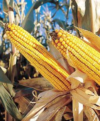 GM crops is a controversial topic in Kenya. GM crops is a controversial topic in Kenya.