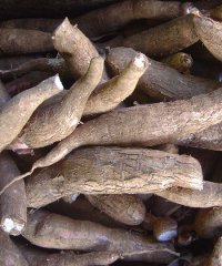 SABMiller is using cassava roots to manufacture Impala lager in Mozambique. SABMiller is using cassava roots to manufacture Impala lager in Mozambique.