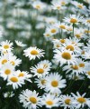 Pyrethrum: a white flower with significant business potential for Rwanda Rwanda now produces 15% of the world's pyrethrum.