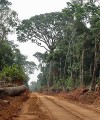 Private equity goes green in sub-Saharan Africa africa-logging200x240