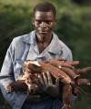 Good data worth the wait in Zanzibar Can cassava beat climate change in Africa?