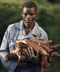 cassava200x240 Can cassava beat climate change in Africa?