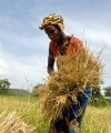 Nursing Sierra Leone’s agricultural sector back to health A smallholder farmer in Sierra Leone.