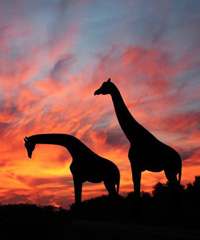 tanzania 200x240