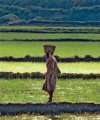New initiative aims to boost Africa’s crop yields with new seeds Agri 3 200x240