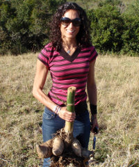 Bamboo Propagation, Bambusa balcooa, EcoPlanet Bamboo SA Staff,