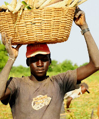 food_africa200x240
