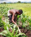 Malawi – from agricultural success story to food crisis Many people in Malawi are facing severe food shortages.