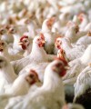 South Africa and US play ‘chicken’ as trade deal deadline looms chicken200x240