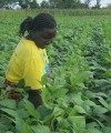 How three agribusinesses have improved their engagement with smallholders Divine Masters in Uganda works with out-grower farmer families.