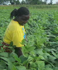 Divine Masters in Uganda works with out-grower farmer families.