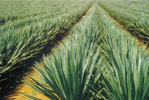 sisal production akin to printing money suggests metl group boss