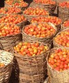 Tomato paste giant’s troubles embody Nigeria’s economic woes tomatoes200x240