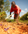 Megatrends impacting development in Africa Agriculture man planting or harvest 200x240