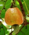 Cashing in on the cashew nuts boom Cashew nut apple 200x240