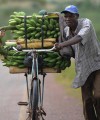 Cameroon’s anti-Boko Haram strategy hampers commerce Agriculture man bananas 200x240