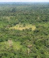Developing new sources of growth in Liberia Liberia forest 200x240