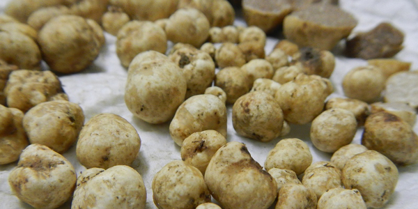 South African mycologist and farmer Leon Potgieter believes he discovered the first Western Cape indigenous truffle six years ago and has been conducting research into its genealogy.