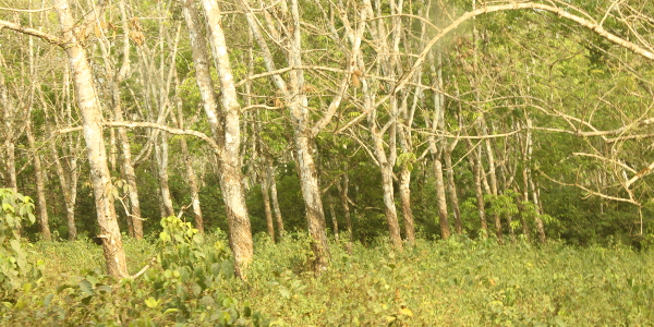 Extensive new rubberwood plantations in Liberia ensures sustainability 600x300