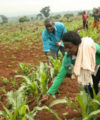 Why reliable climate and weather data is key to Africa’s agricultural transformation Farmers rwanda 200x240