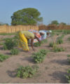 The pros and cons of commercial farming models in Africa 20 June 2013, Mountoumba - Women hoing their vegetable garden.
