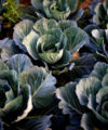 Demonstration farms can help revolutionise African agriculture 5 March 2010, Kushma Bazaar - A cabbage patch.