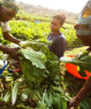 Why African farmers are part of the climate change equation 29 June 2011, Lubumbashi - A woman (left) buying Chinese cabbage from a farmer (center) during harvest in a vegetable field. As part of its urban and peri-urban horticulture project, FAO has provided farmers with improved-variety seeds and has rehabilitated irrigation and flood-prevention infrastructures.
FAO Project GCP /GLO/258/EC: EU Food Facility programme monitoring and visibility - Batch 1 (209/557), BKF (210/508) and ERI (215/181) - EU Food Facility programme monitoring and visibility.