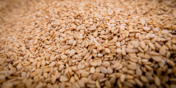 profit making idea sesame production a growth industry growing sesame seeds