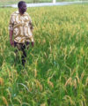 Overlooked Burkina Faso offers higher returns for investors willing to roll up their sleeves Nafaso rice farm 200x240