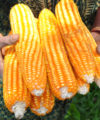 Not all doom and gloom for agriculture in ‘junk’ South Africa, says economist Maize 200x240