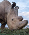 Rhino campaign: Kenyan wildlife conservancy partners with dating app Tinder Rhino Sudan 200x240