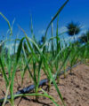 Start-up snapshot: Talking business with solar irrigation company sunculture drip irrigation 200x240