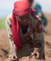 Transforming Nigeria’s agricultural value chain Agriculture-planting-or-harvest 200x240